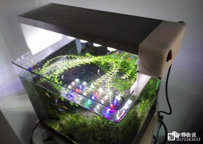 关灯对观赏鱼的好处