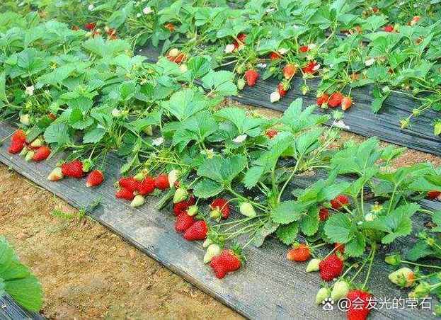 草莓园可以边摘边吃吗