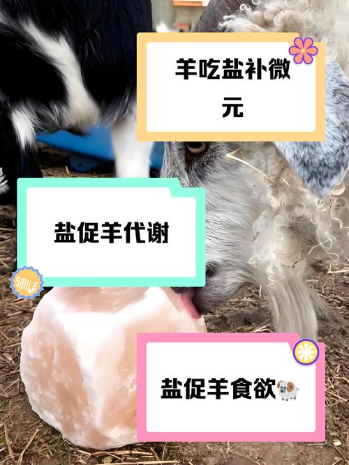 羊吃盐有什么好处