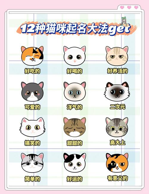 悬赏猫改名成什么了截图