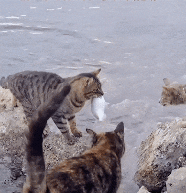 猫抓鱼视频
