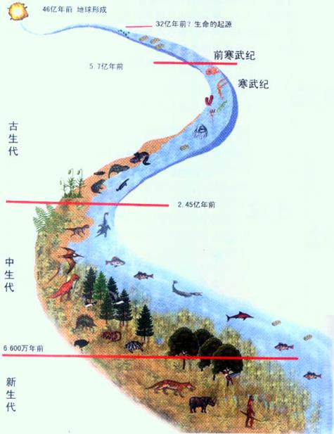 生物演化的过程是怎样的