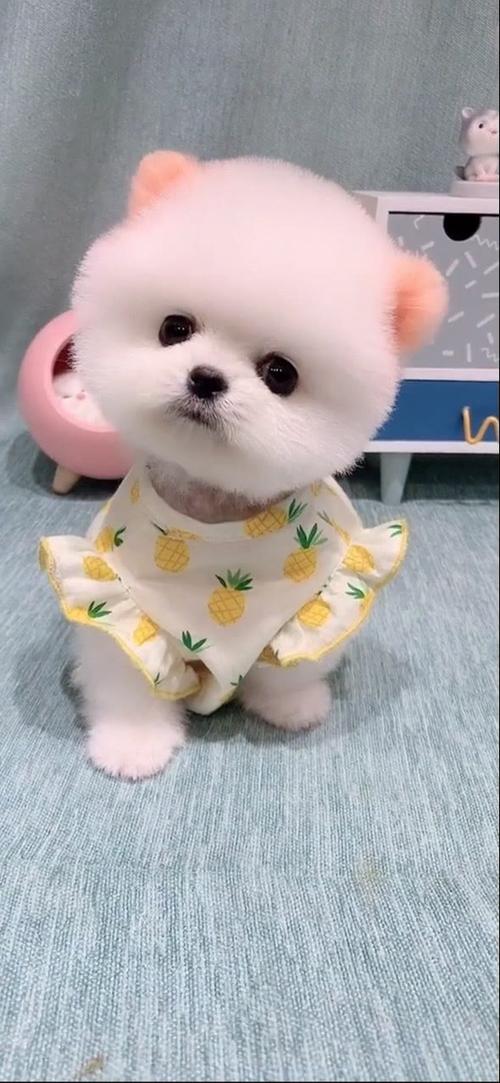 狗狗tv手机版