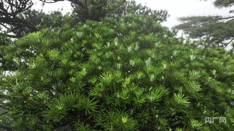 植物熊猫是哪种树图标