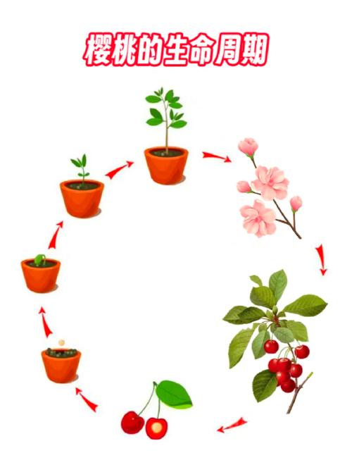 樱桃系统