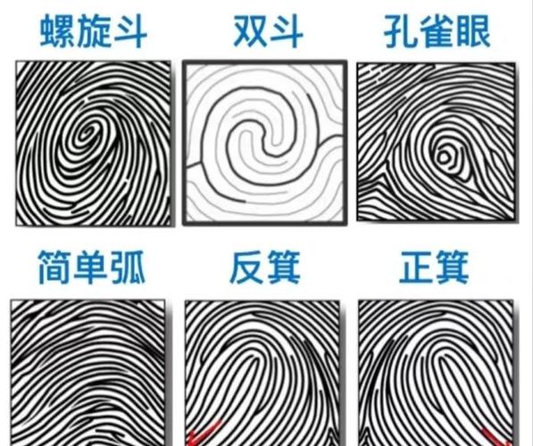 指纹有哪些类型
