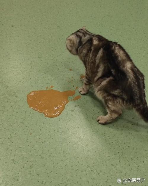 土方治猫呕吐
