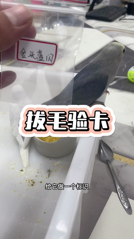 鹦鹉验卡去哪里验