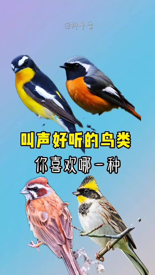 抖音上很火的鸟叫bgm