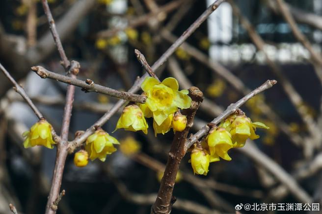 哪里的梅花最有名缩略图