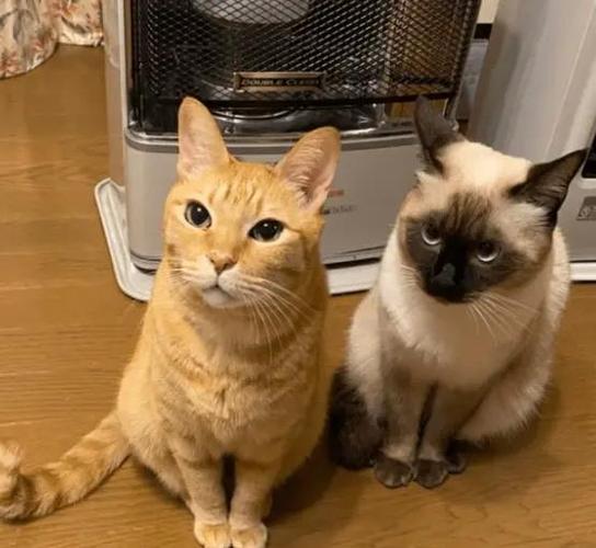 猫模仿人