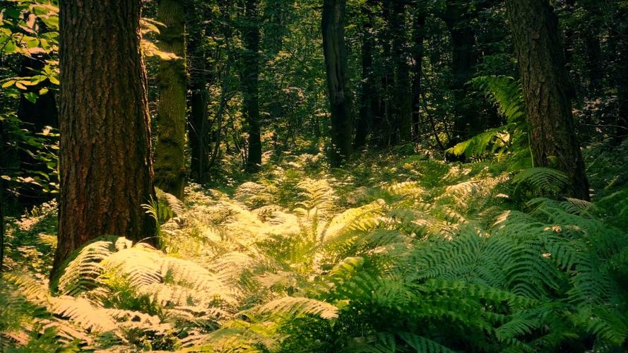 森林The Forest