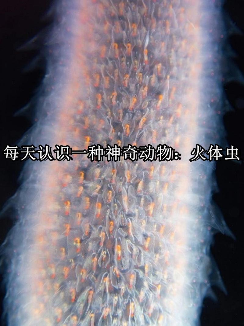 火炬虫什么特性好