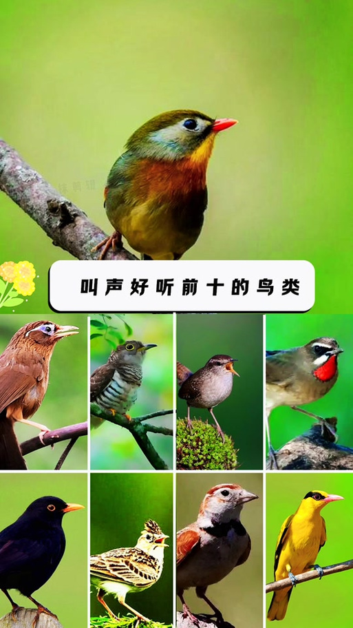 吸引鸟过来的声音