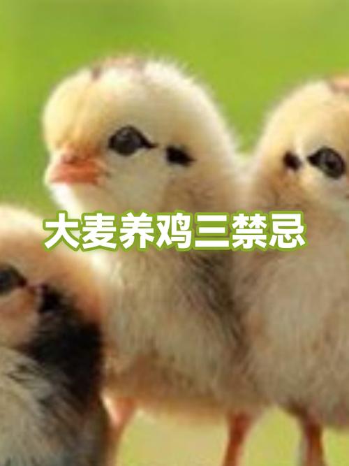 养鸡禁忌