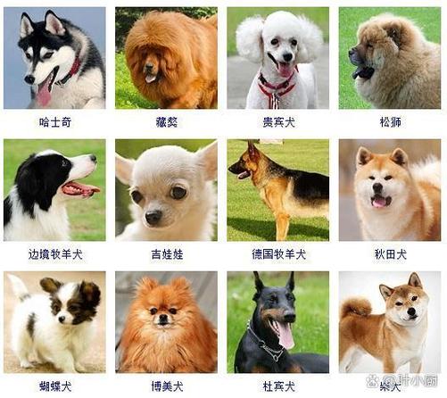各种犬种图片及名称截图