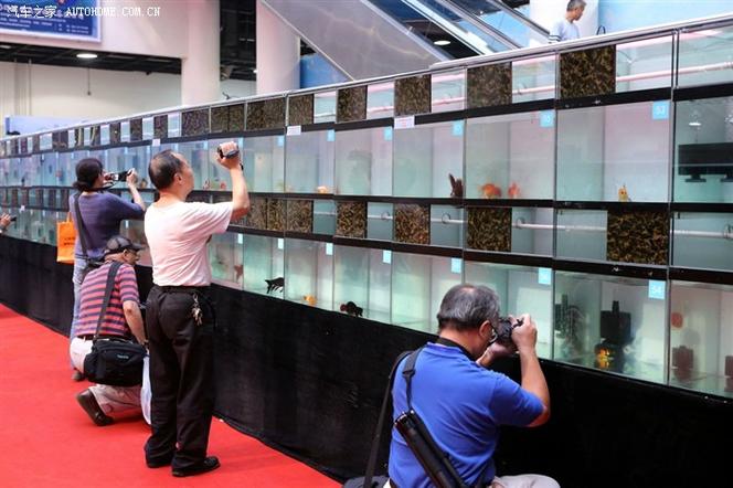 上海国际水族展缩略图