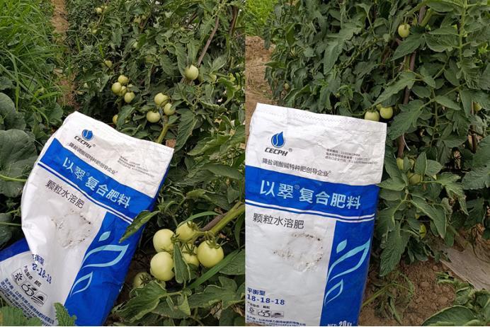 番茄施什么肥料最好缩略图