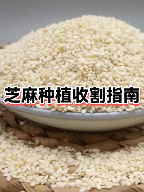 支付宝怎么赚取芝麻粒图标