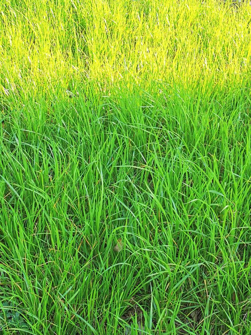 锦绣田园余小草免费阅读