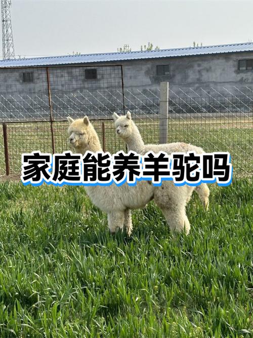 羊驼能不能养在家