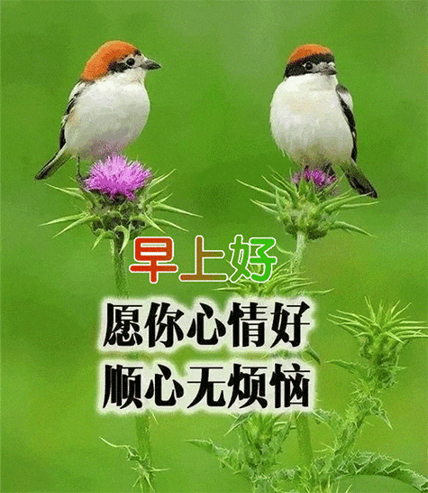 每天祝福视频截图