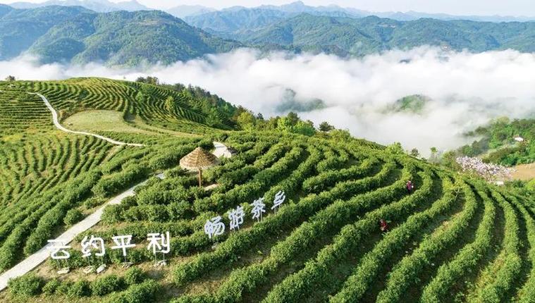 一亩茶园投资多少钱缩略图