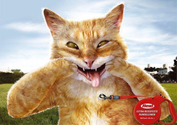 关于猫咪的创意广告词图标
