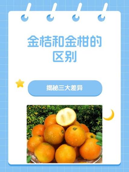 金桔花APP