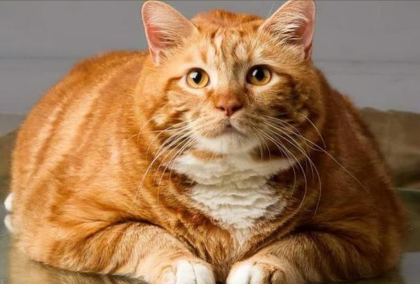 大橘猫是什么品种