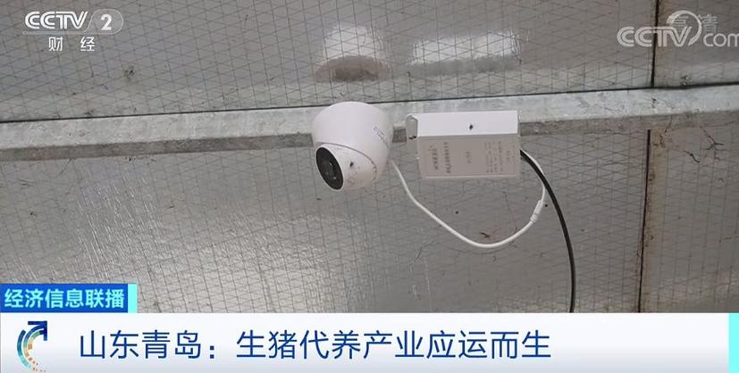云养猪模式