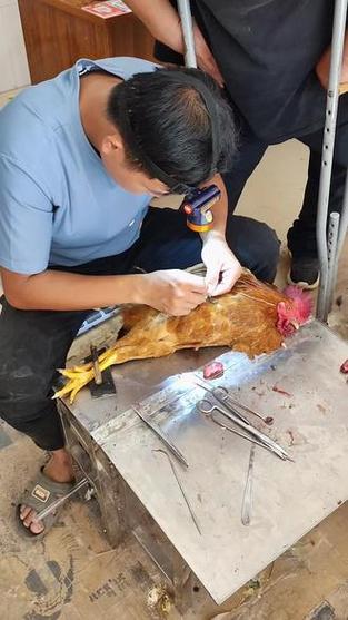 阉鸡技术