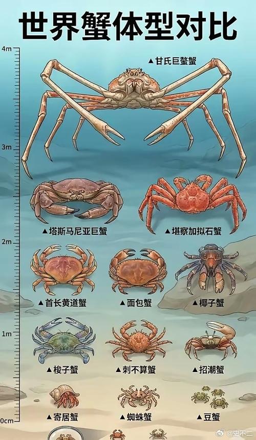 螃蟹一般多大