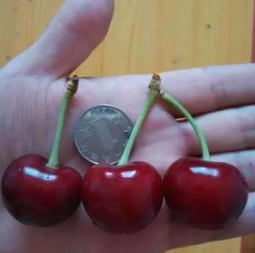 植物学车厘子和樱桃是什么关系?