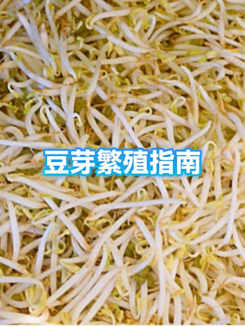 怎样发豆芽又快又简单缩略图