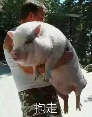 抱猪表情包