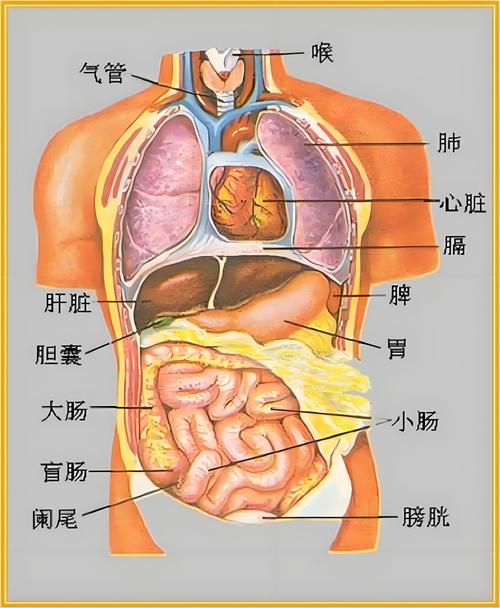 人体五脏六腑位置图片缩略图