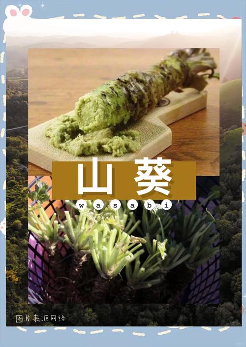wasabi无限芥末币
