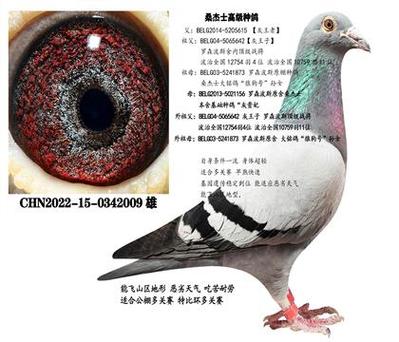 灰鸽最贵三个品种