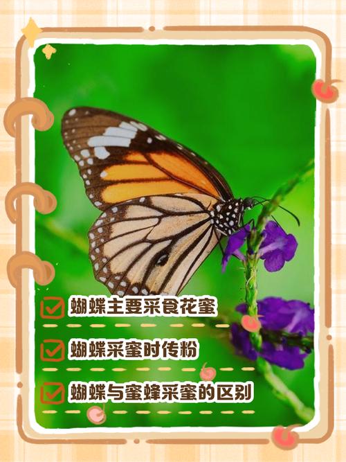 蝴蝶采花粉还是采蜜