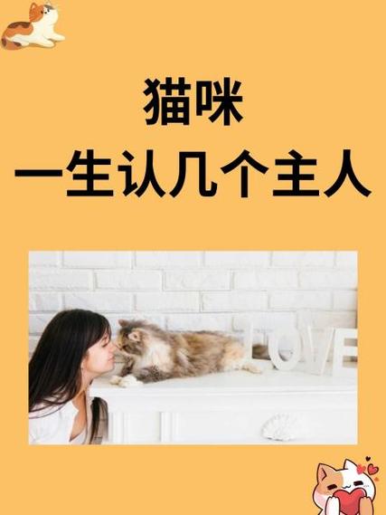 猫一生认几个主人截图
