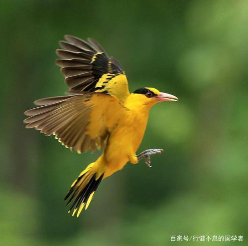 黄鹂鸟的寓意和象征