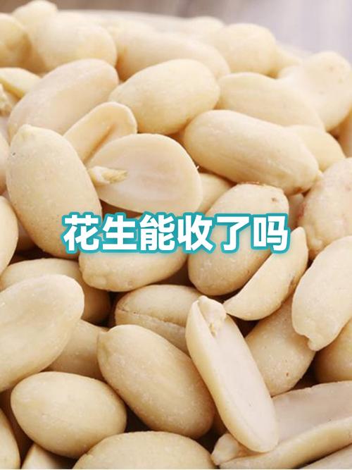 花生转上传文章有钱吗