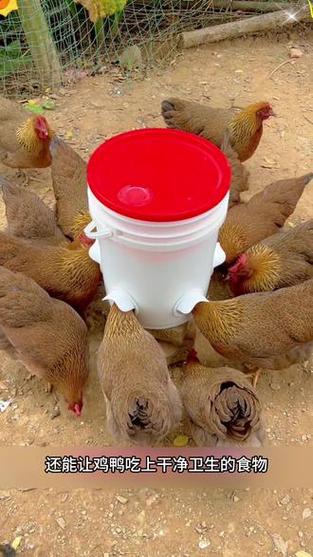 鸡食自动投喂器缩略图