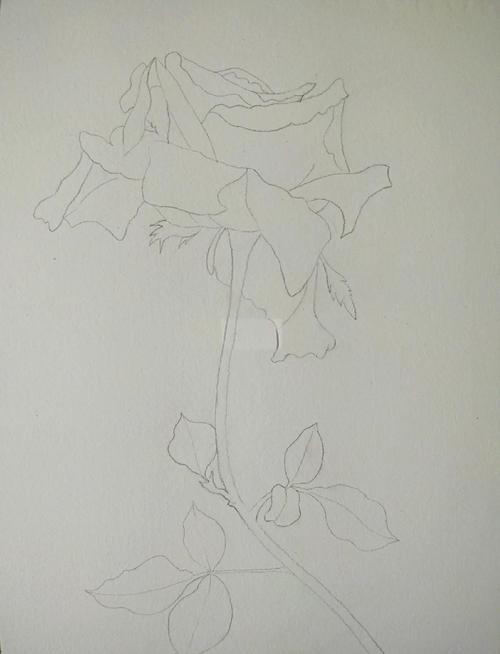 凋谢的玫瑰花简笔画