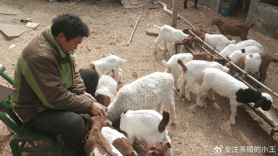 羊四肢无力站不起来什么毛病