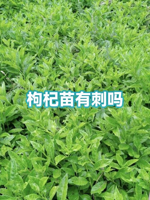 假枸杞叶图片截图
