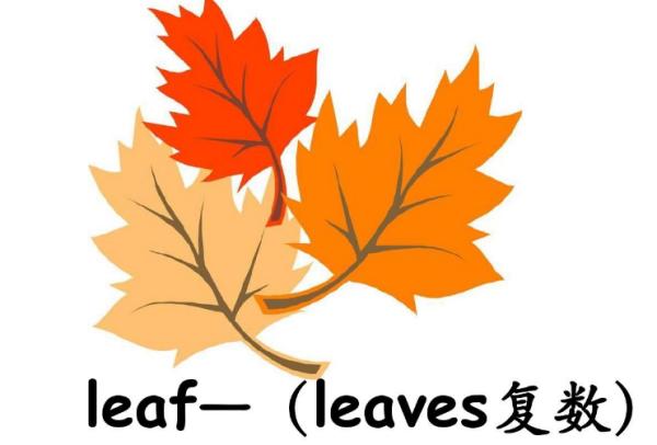 leaves是单数还是复数