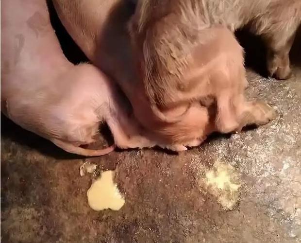 吃奶小猪拉黄白痢怎么治