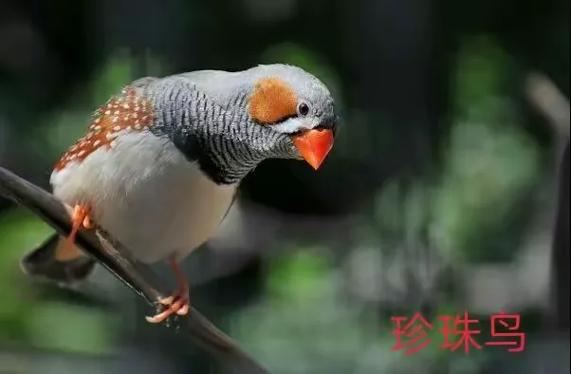 训鸟语音你好超长
